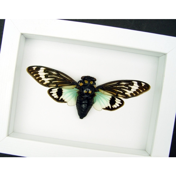 Real Blue Cicada Tosena splendida Framed Taxidermy Vibrant White Display
