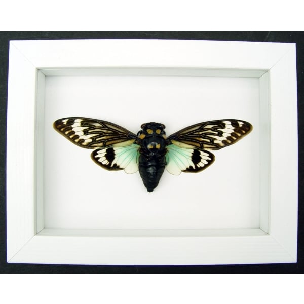 Real Blue Cicada Tosena splendida Framed Taxidermy Vibrant White Display