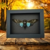 Tosena splendida Blue Cicada Framed Taxidermy Moonlight Display