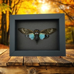Tosena splendida Blue Cicada Framed Taxidermy Moonlight Display