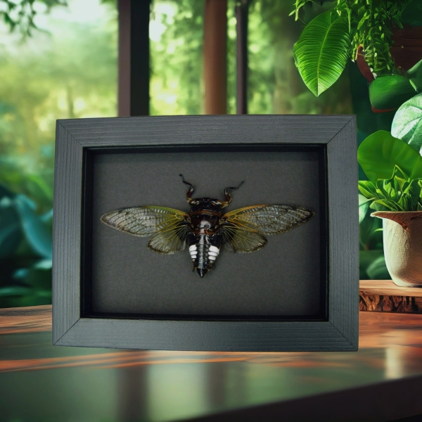 Clear Winged Cicada Framed Taxidermy Cryptotympana acuta Moonlight Display
