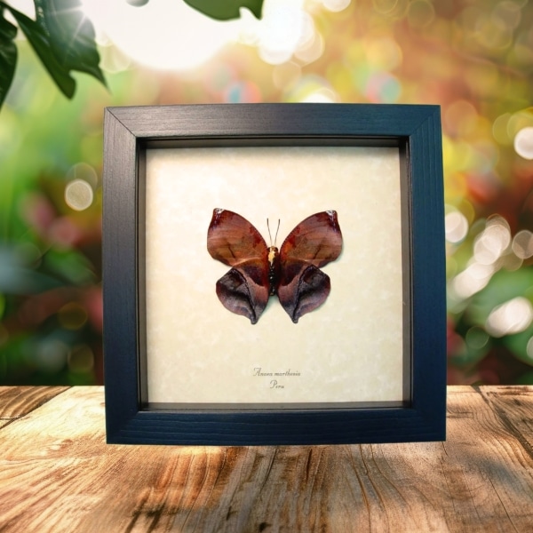 Anaea marthesia verso Leaf Mimic Butterfly Framed Taxidermy Display