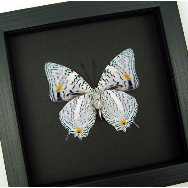 Baeotus japetus Beauty Framed Lavender Butterfly Taxidermy Moonlight Display