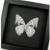 Baeotus japetus Beauty Framed Lavender Butterfly Taxidermy Moonlight Display