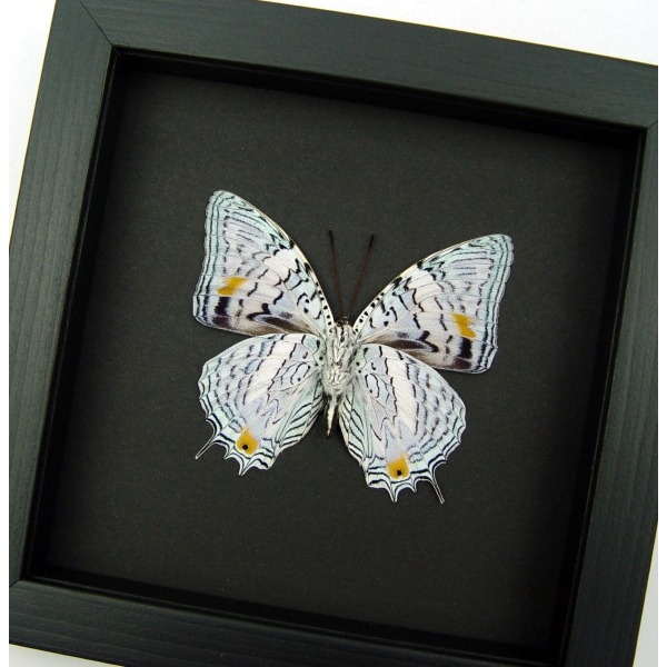 Baeotus japetus Beauty Framed Lavender Butterfly Taxidermy Moonlight Display