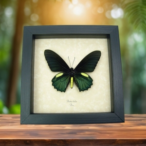 Battus belus Male Metallic Green Butterfly Framed Taxidermy Display