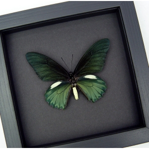 Battus belus Male Butterfly Metallic Green Taxidermy Moonlight Display