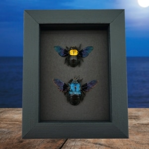 Blue Gold Carpenter Bee Set Xylocopa caerulea confusa Female Framed Moonlight Display