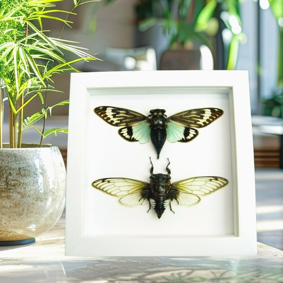 Real Cicada Taxidermy Collection Blue Clear Winged Cicadas Framed Vibrant White Display Real Cicada Taxidermy Collection Blue Clear Winged Cicadas Framed Vibrant White Display