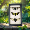 Blue Green Clear Winged Cicada Collection Real Framed Insect Taxidermy Display