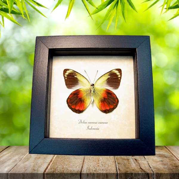 Delias caeneus caeneus male Rare Framed Butterfly Taxidermy Display