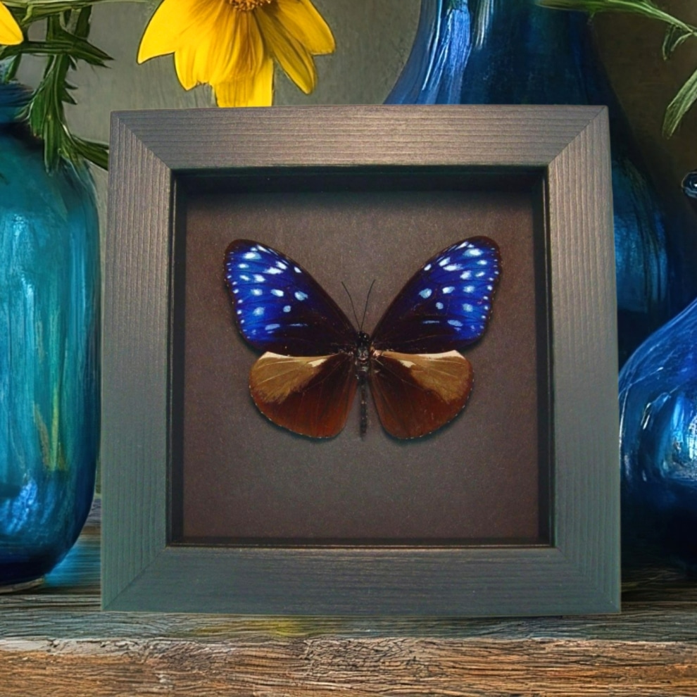 Real Framed Purple Blue Crow Butterfly Euploea mulciber Taxidermy Moonlight Display