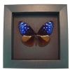 Real Framed Purple Blue Crow Butterfly Euploea mulciber Taxidermy Moonlight Display