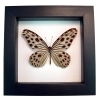 Framed Wood Nymph Butterfly Ideopsis Gaura Perakana Female Classic Black Display