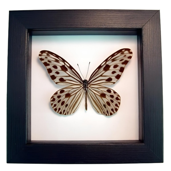 Framed Wood Nymph Butterfly Ideopsis Gaura Perakana Female Classic Black Display