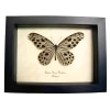 Framed Wood Nymph Butterfly Ideopsis Gaura Perakana Female Taxidermy Display