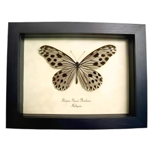 Framed Wood Nymph Butterfly Ideopsis Gaura Perakana Female Taxidermy Display