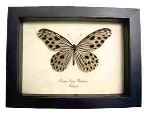Framed Wood Nymph Butterfly Ideopsis Gaura Perakana Female Taxidermy Display