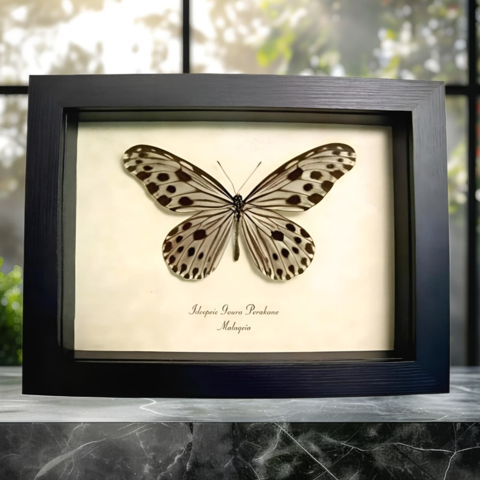 Framed Wood Nymph Butterfly Ideopsis Gaura Perakana Female Taxidermy Display