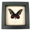 Red Green Real Framed Butterfly Neophilus cattleheart Parides neophilus olivencius