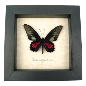 Red Green Real Framed Butterfly Neophilus cattleheart Parides neophilus olivencius