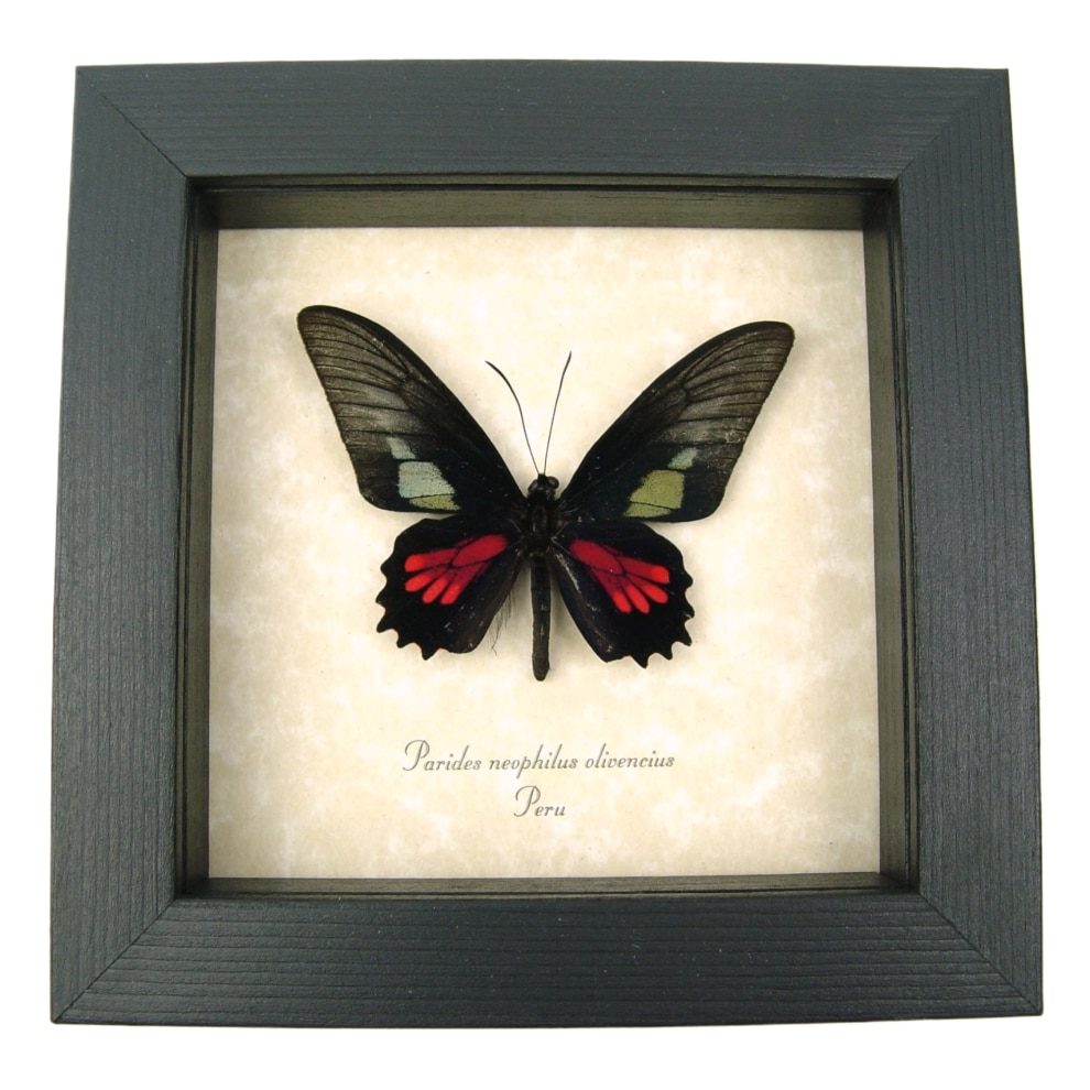 Red Green Real Framed Butterfly Neophilus cattleheart Parides neophilus olivencius