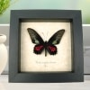 Red Green Real Framed Butterfly Neophilus cattleheart Parides neophilus olivencius