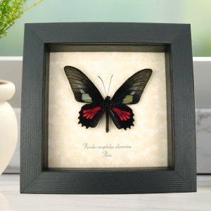 Red Green Real Framed Butterfly Neophilus cattleheart Parides neophilus olivencius