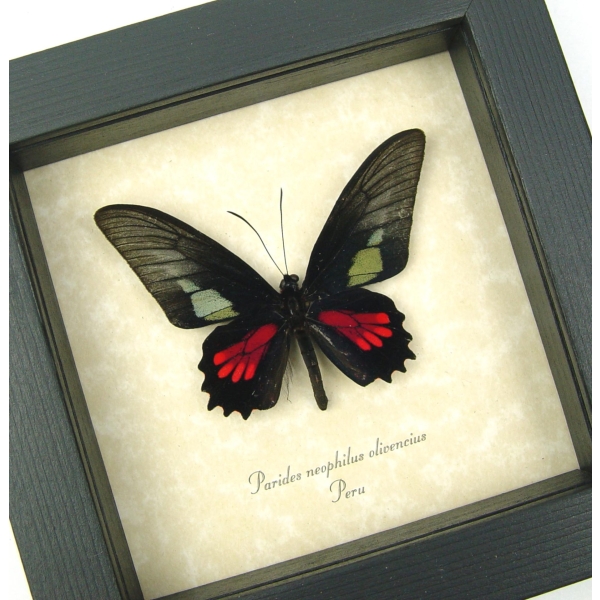 Red Green Real Framed Butterfly Neophilus Cattleheart Parides neophilus olivencius