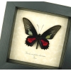 Red Green Real Framed Butterfly Neophilus Cattleheart Parides neophilus olivencius