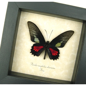 Red Green Real Framed Butterfly Neophilus Cattleheart Parides neophilus olivencius