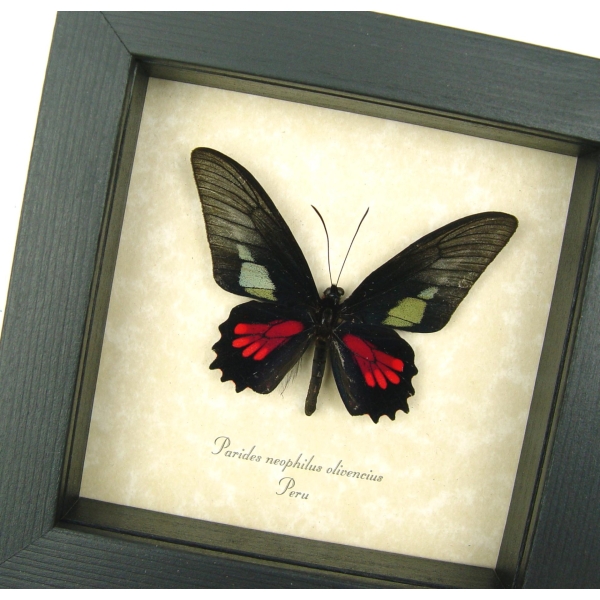 Red Green Real Framed Butterfly Neophilus Cattleheart Parides neophilus olivencius