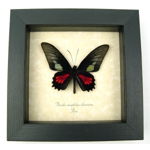 Red Green Real Framed Butterfly Neophilus Cattleheart Parides neophilus olivencius