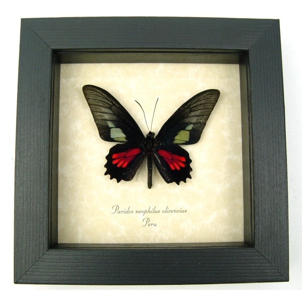 Red Green Real Framed Butterfly Neophilus Cattleheart Parides neophilus olivencius