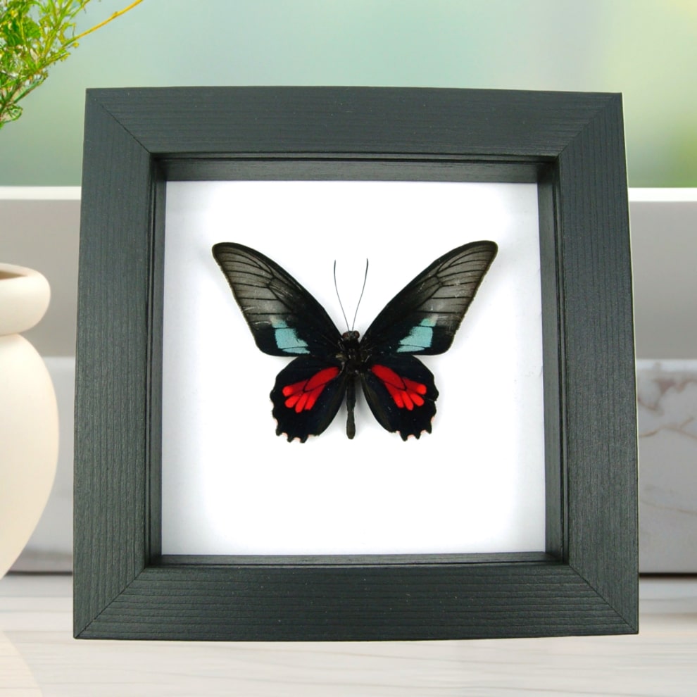 Real Framed Butterfly Parides neophilus olivencius Classic Black Display Real Framed Butterfly Parides neophilus olivencius Classic Black Display