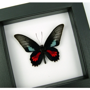 Real Framed Butterfly Parides neophilus olivencius Classic Black Display