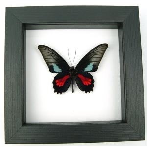 Real Framed Butterfly Parides neophilus olivencius Classic Black Display