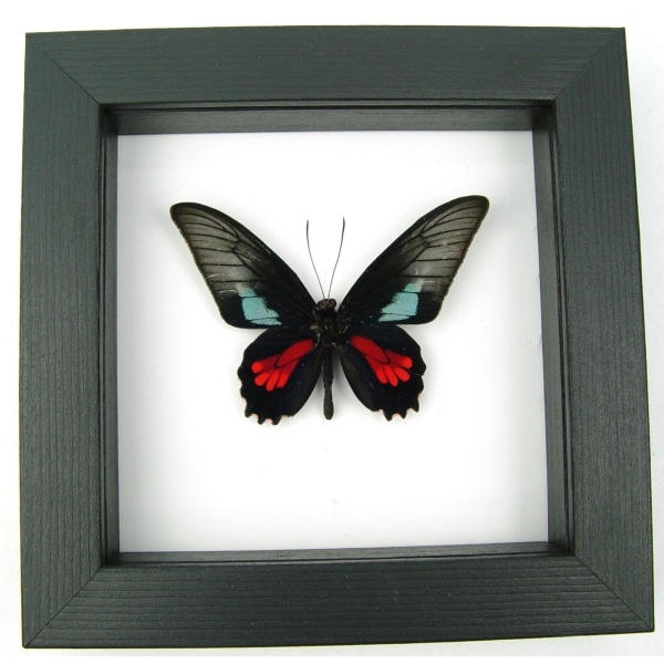 Real Framed Butterfly Parides neophilus olivencius Classic Black Display