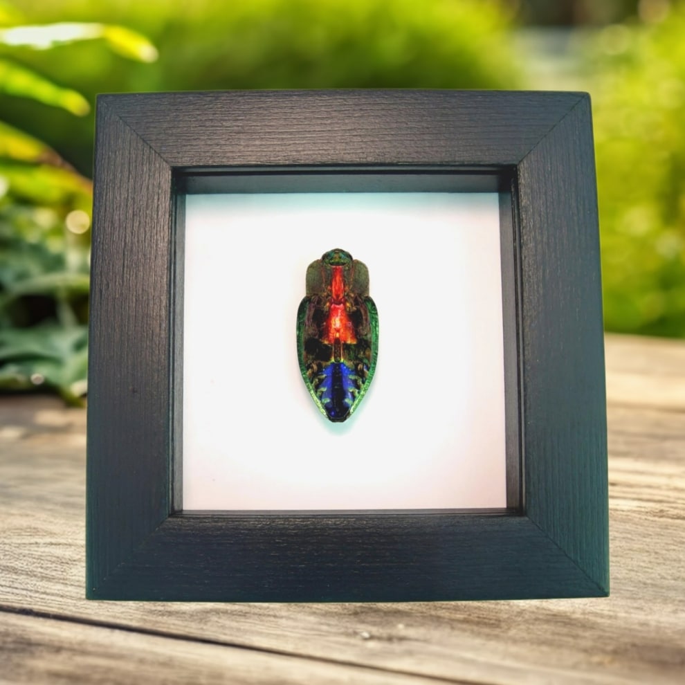 Rainbow Jewel Beetle Polybothris quadricollis Framed Taxidermy Classic Black Display