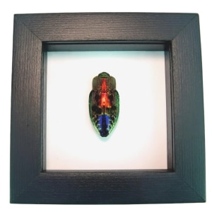 Rainbow Jewel Beetle Polybothris quadricollis Framed Taxidermy Classic Black Display