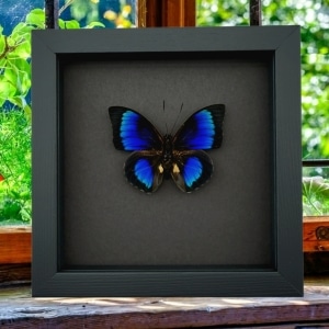 Rare Electric Blue Hybrid Butterfly Agrias beatifica lachaumei Prepona laertes Framed Moonlight Display