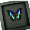 Rare Electric Blue Purple Butterfly Prepona omphale Framed Moonlight Display