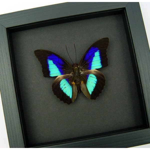 Rare Electric Blue Purple Butterfly Prepona omphale Framed Moonlight Display
