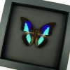 Rare Electric Blue Purple Butterfly Prepona omphale Framed Moonlight Display