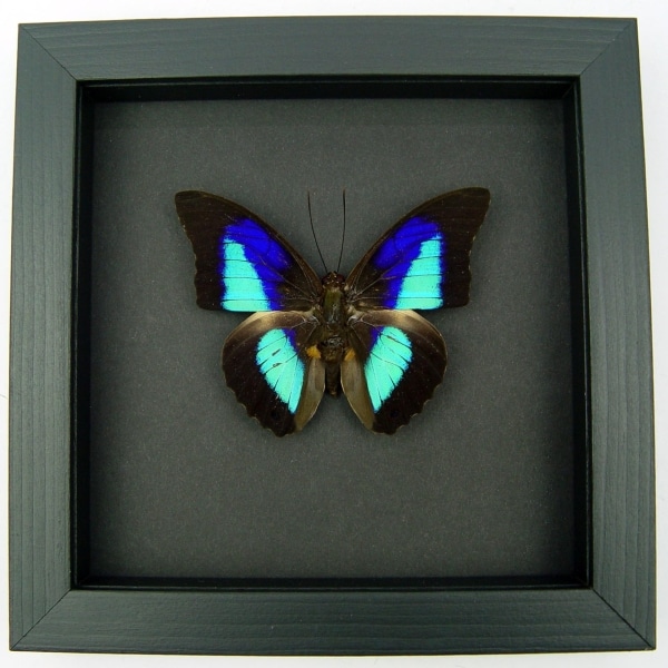 Rare Electric Blue Purple Butterfly Prepona omphale Framed Moonlight Display