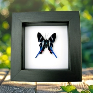 Blue Swallowtail Butterfly Rhetus arcius Framed Classic Black Display