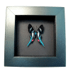 Blue Swallowtail Butterfly Rhetus arcius Framed Moonlight Display