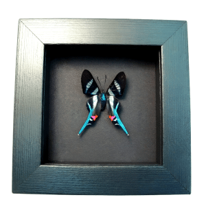Blue Swallowtail Butterfly Rhetus arcius Framed Moonlight Display