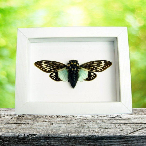 Real Blue Cicada Tosena splendida Framed Taxidermy Vibrant White Display