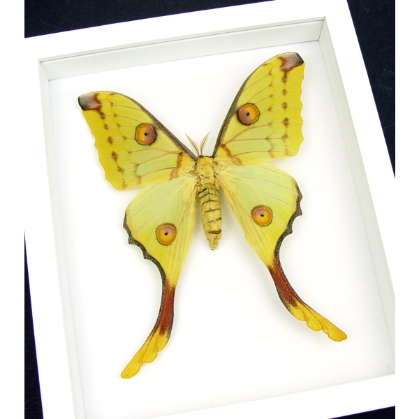 Comet Moth Argema Mittrei female Framed Taxidermy Vibrant White Display